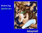 Believer treatable chihuahua
